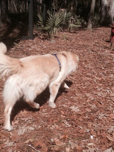 Bridgewater Dog Park - Charleston, SC