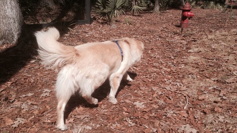 Bridgewater Dog Park - Charleston, SC