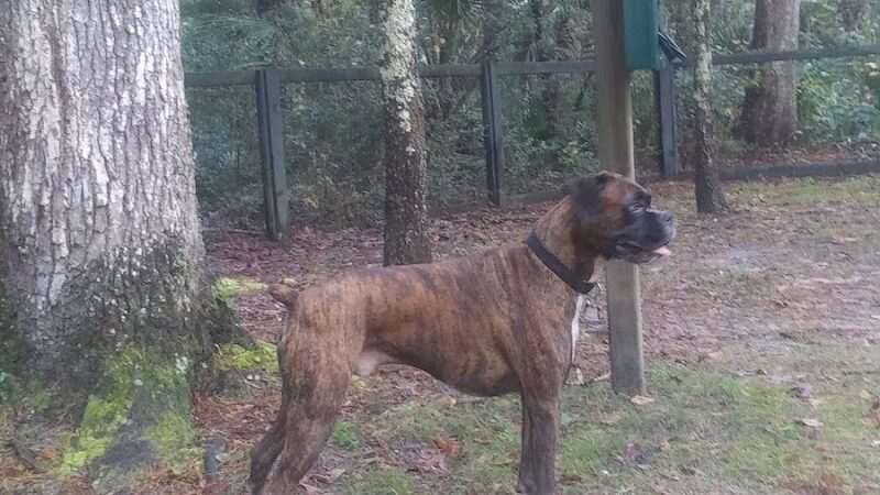 Bridgewater Dog Park - Charleston, SC