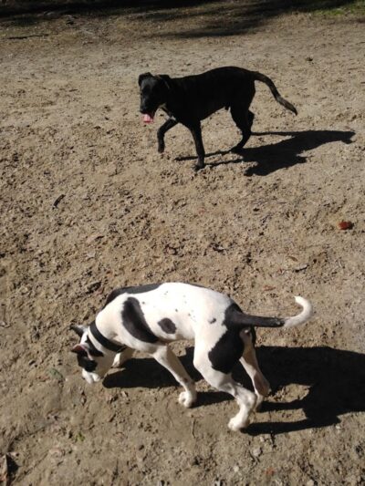 Bridgewater Dog Park - Charleston, SC