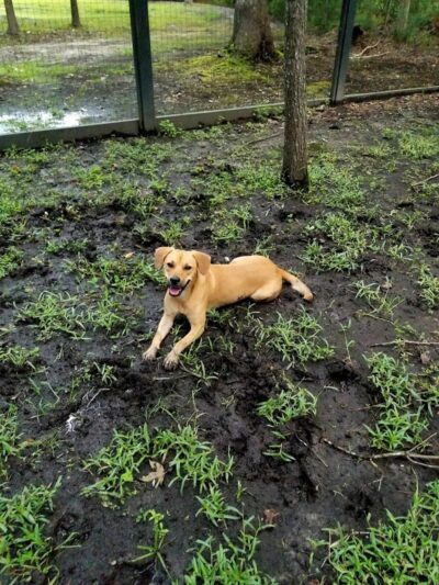 Bridgewater Dog Park - Charleston, SC