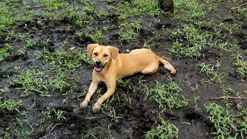 Bridgewater Dog Park - Charleston, SC