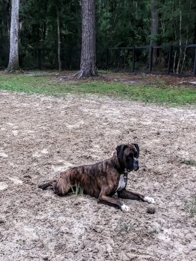 Bridgewater Dog Park - Charleston, SC