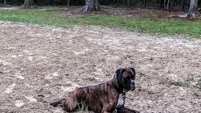 Bridgewater Dog Park - Charleston, SC