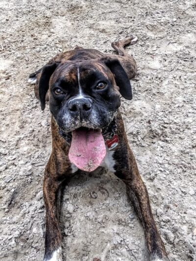 Bridgewater Dog Park - Charleston, SC