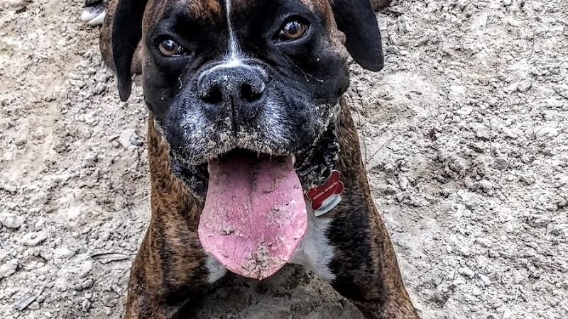 Bridgewater Dog Park - Charleston, SC