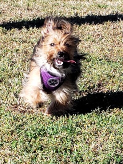 East End Dog Park - Charleston, WV