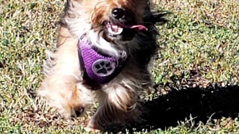 East End Dog Park - Charleston, WV