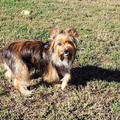 East End Dog Park - Charleston, WV