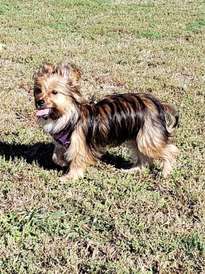 East End Dog Park - Charleston, WV