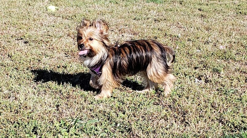 East End Dog Park - Charleston, WV