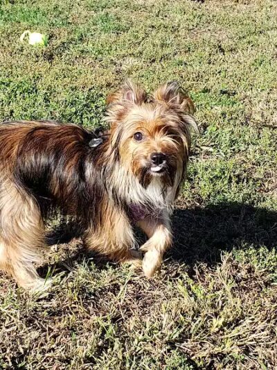 East End Dog Park - Charleston, WV