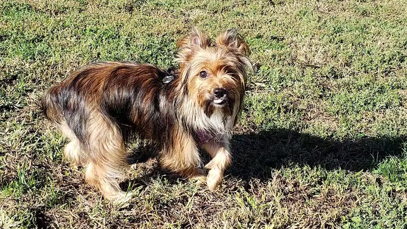 East End Dog Park - Charleston, WV
