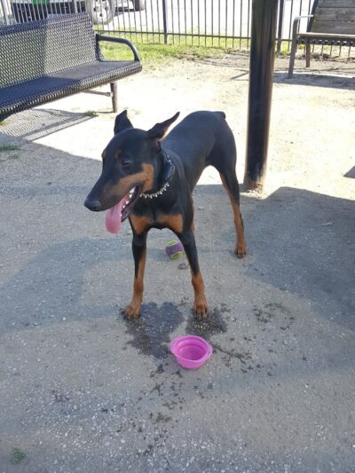 Ruth Rafferty Peyton Dog Park - Charleston, WV