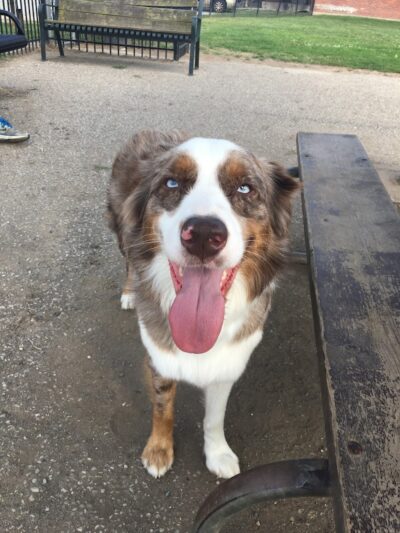 Ruth Rafferty Peyton Dog Park - Charleston, WV