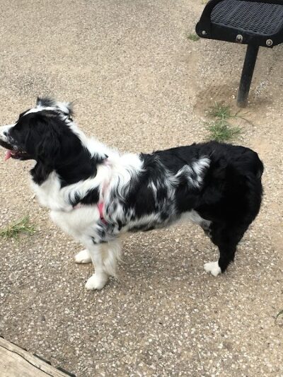 Ruth Rafferty Peyton Dog Park - Charleston, WV