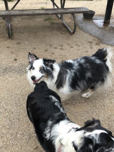 Ruth Rafferty Peyton Dog Park - Charleston, WV