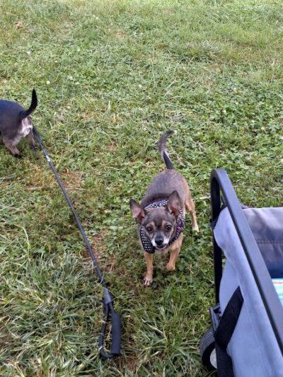 Ruth Rafferty Peyton Dog Park - Charleston, WV