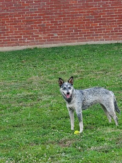 Ruth Rafferty Peyton Dog Park - Charleston, WV