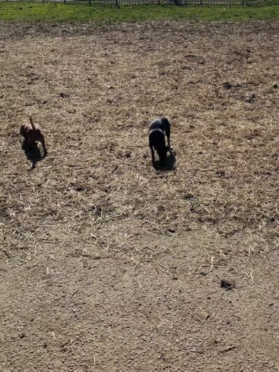 Ruth Rafferty Peyton Dog Park - Charleston, WV