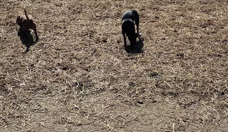 Ruth Rafferty Peyton Dog Park - Charleston, WV