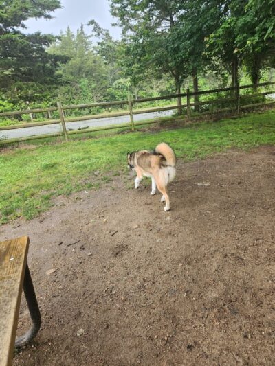 Charlestown dog park