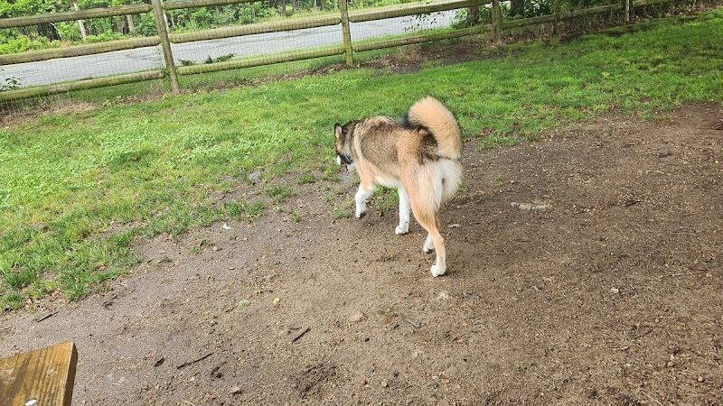 Charlestown dog park