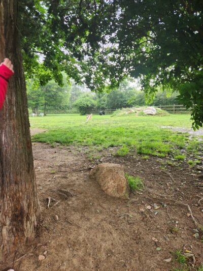 Charlestown dog park