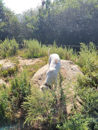 Charlestown dog park