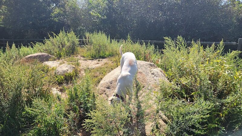 Charlestown dog park