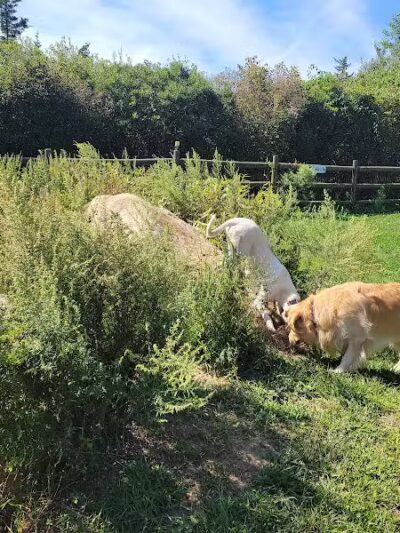 Charlestown dog park