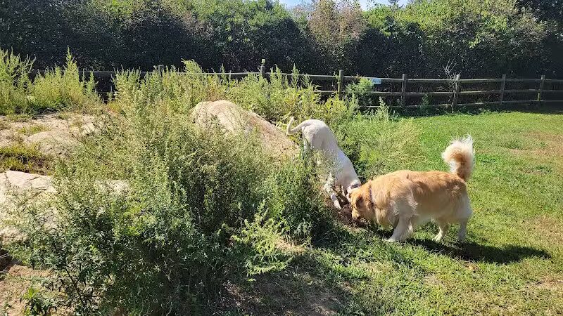 Charlestown dog park
