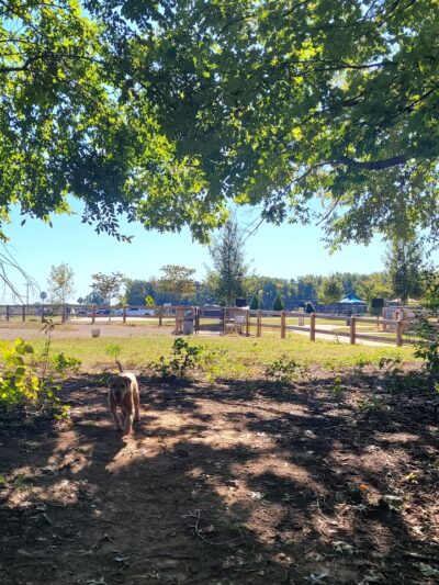 Dog Park at Clarks Creek Community Park