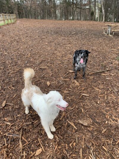 Dog Park at Clarks Creek Community Park