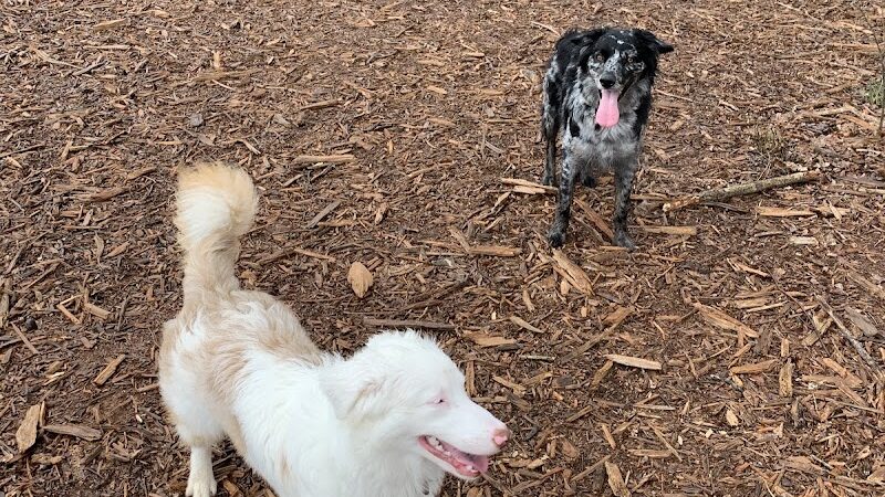 Dog Park at Clarks Creek Community Park