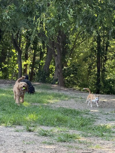 Dog Park at Clarks Creek Community Park