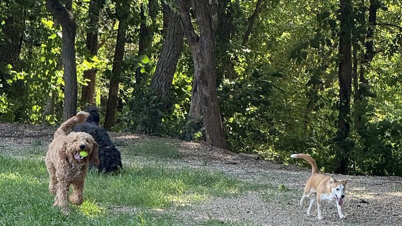 Dog Park at Clarks Creek Community Park