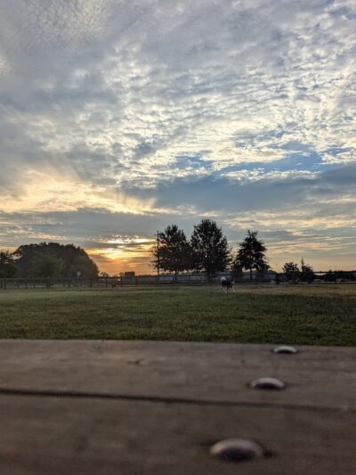Dog Park at Clarks Creek Community Park
