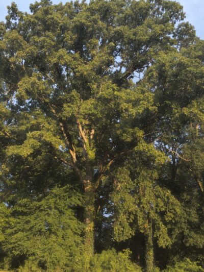 Dog Park at Clarks Creek Community Park