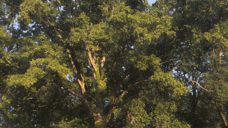 Dog Park at Clarks Creek Community Park