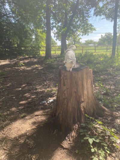 Dog Park at Clarks Creek Community Park