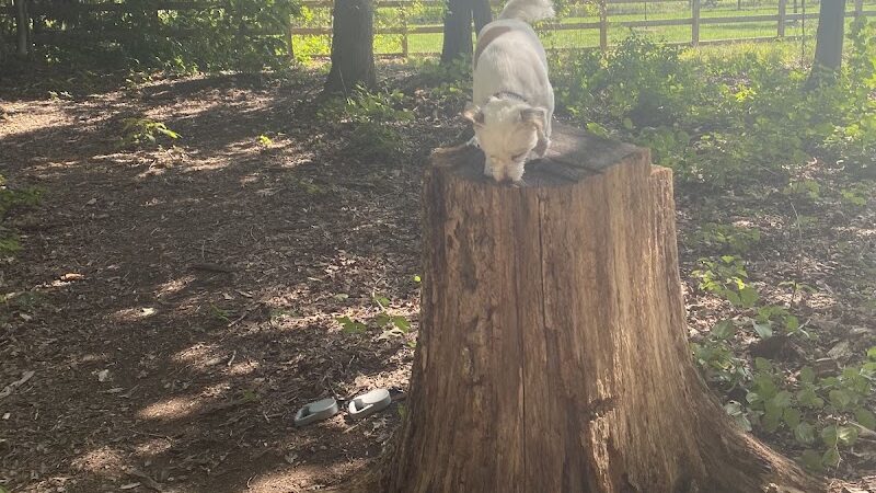Dog Park at Clarks Creek Community Park