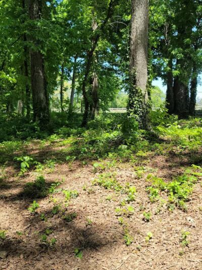 Dog Park at Clarks Creek Community Park