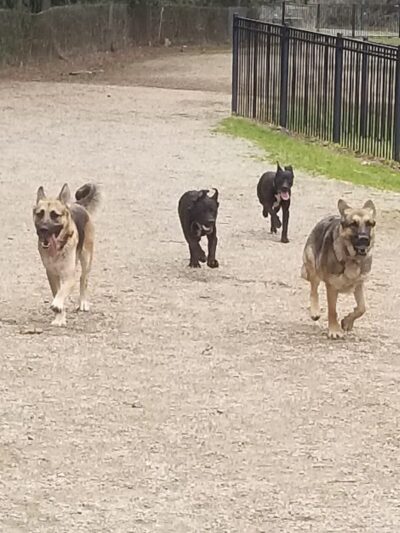 Frazier Place dog park