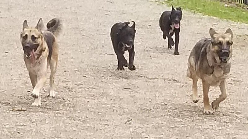 Frazier Place dog park