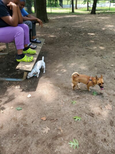 Frazier Place dog park