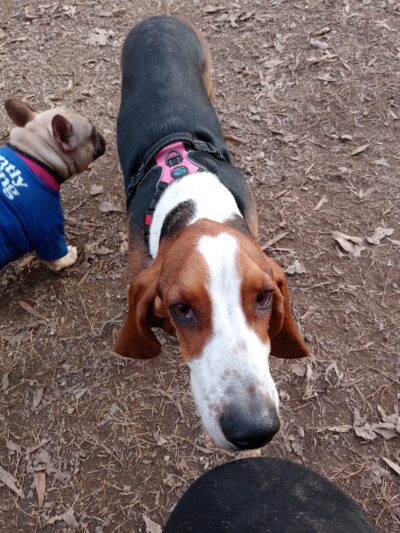 Frazier Place dog park