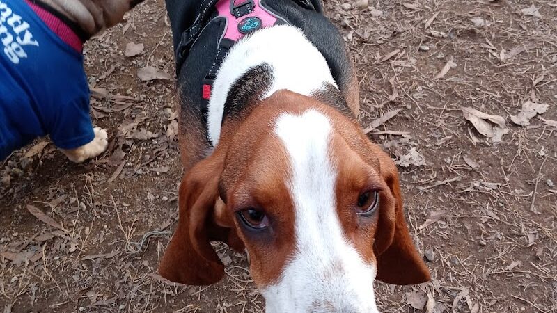 Frazier Place dog park