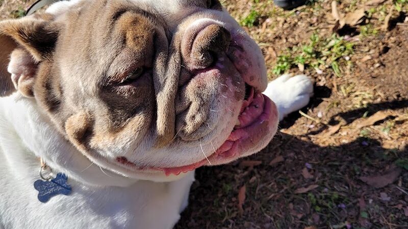 Frazier Place dog park