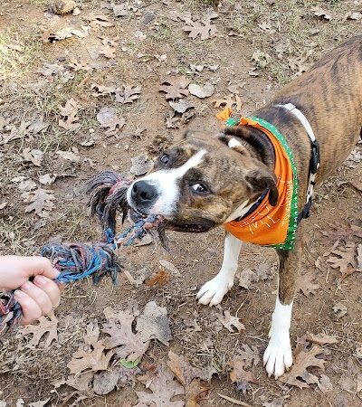 Frazier Place dog park